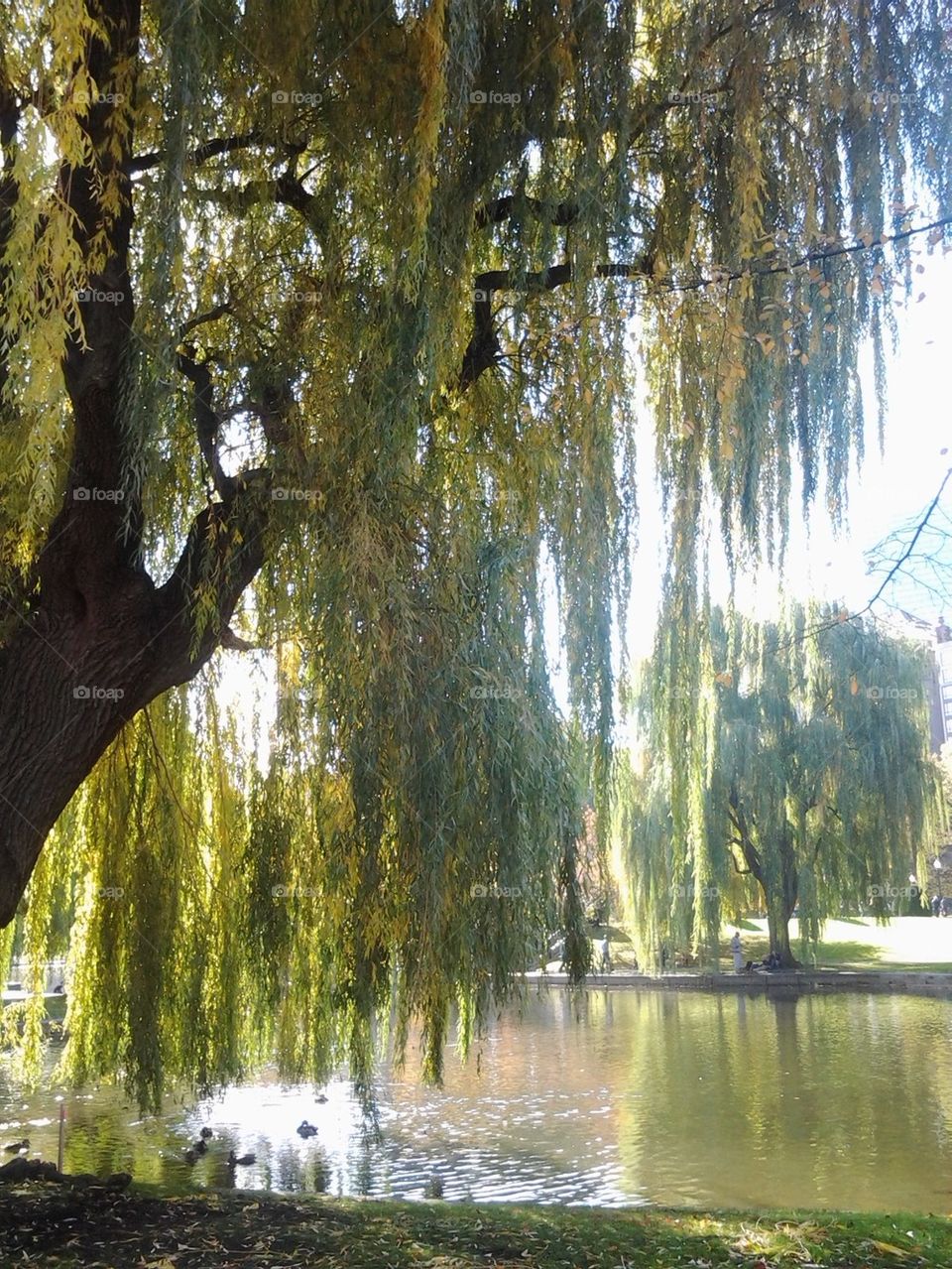 weeping willows