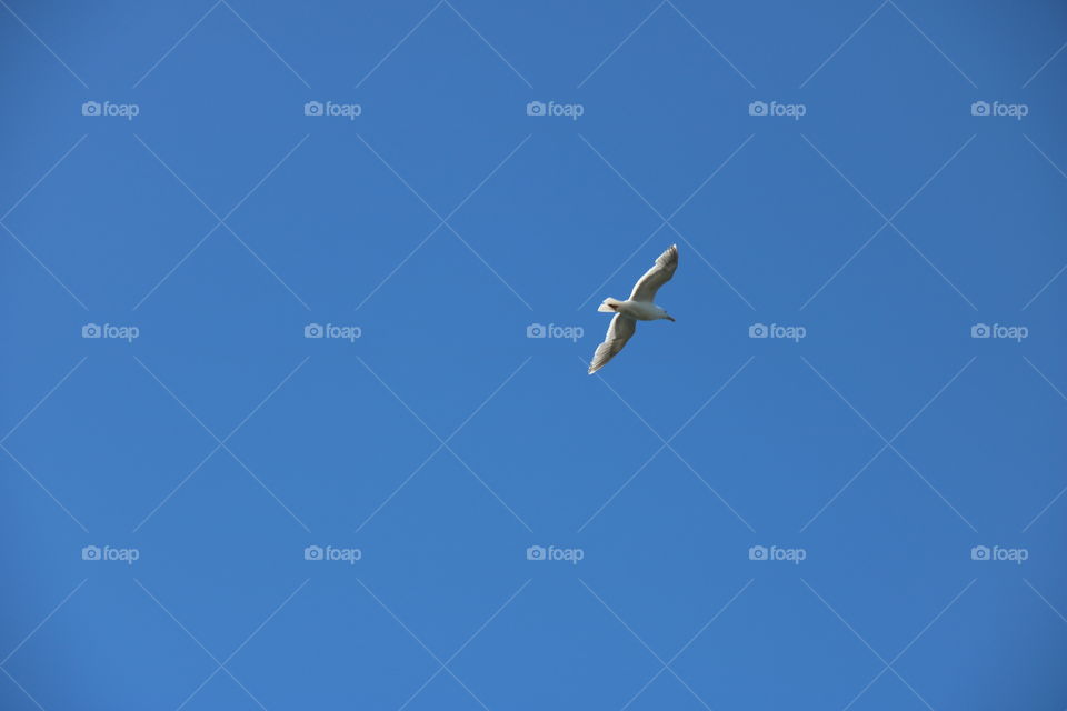 Seagull flying in sky