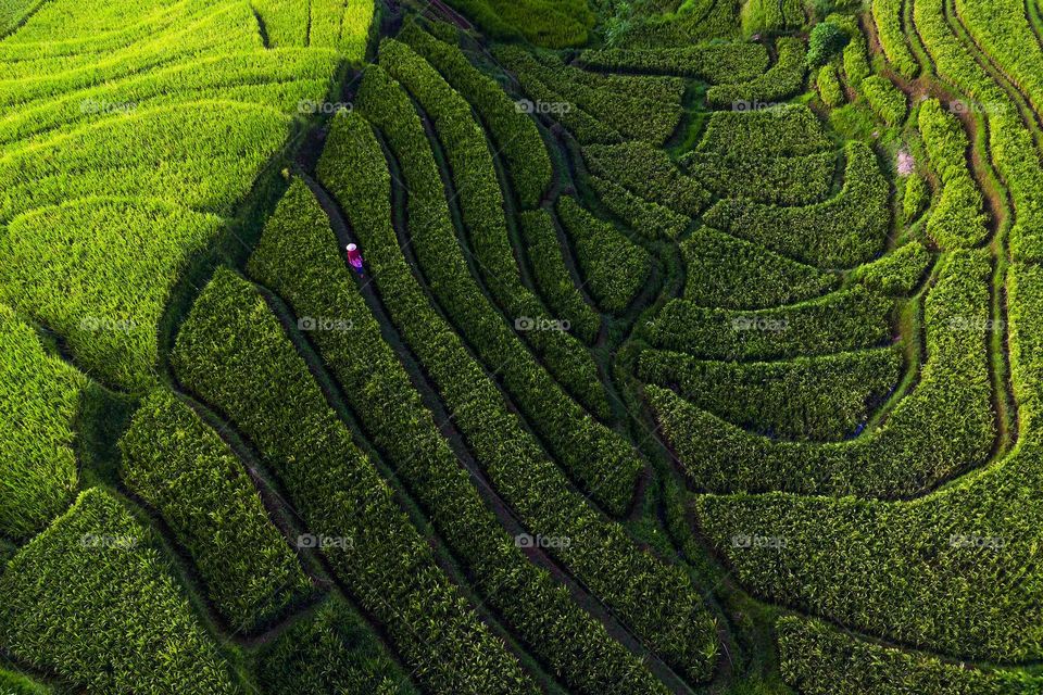 Green Rice Fields in the morning