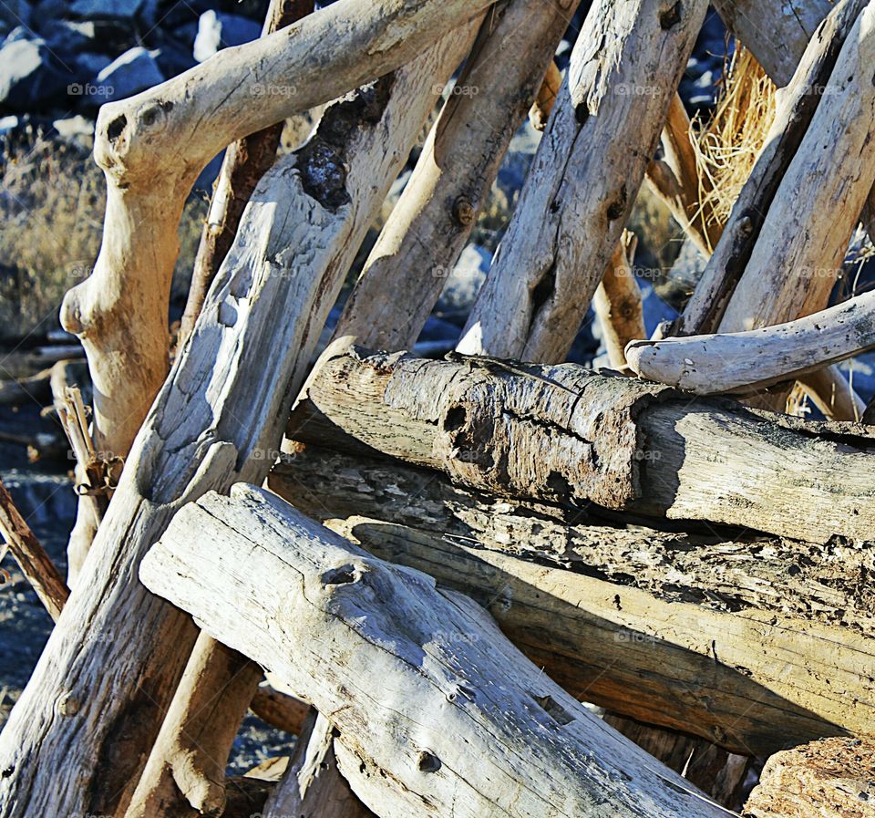 Driftwood lizard