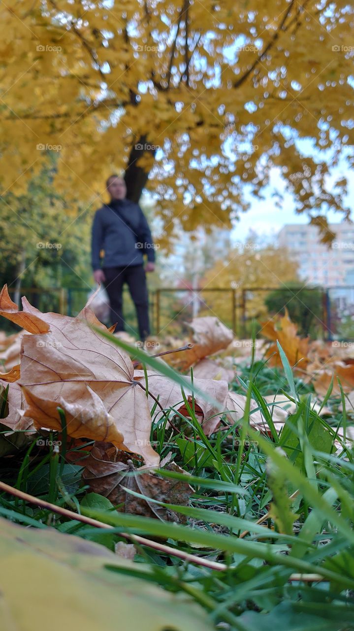 Yellow leaves on green grass