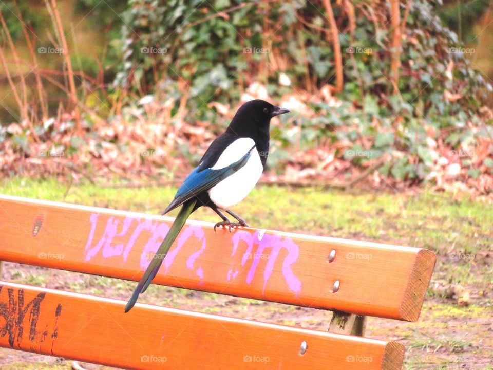 Hello magpie !