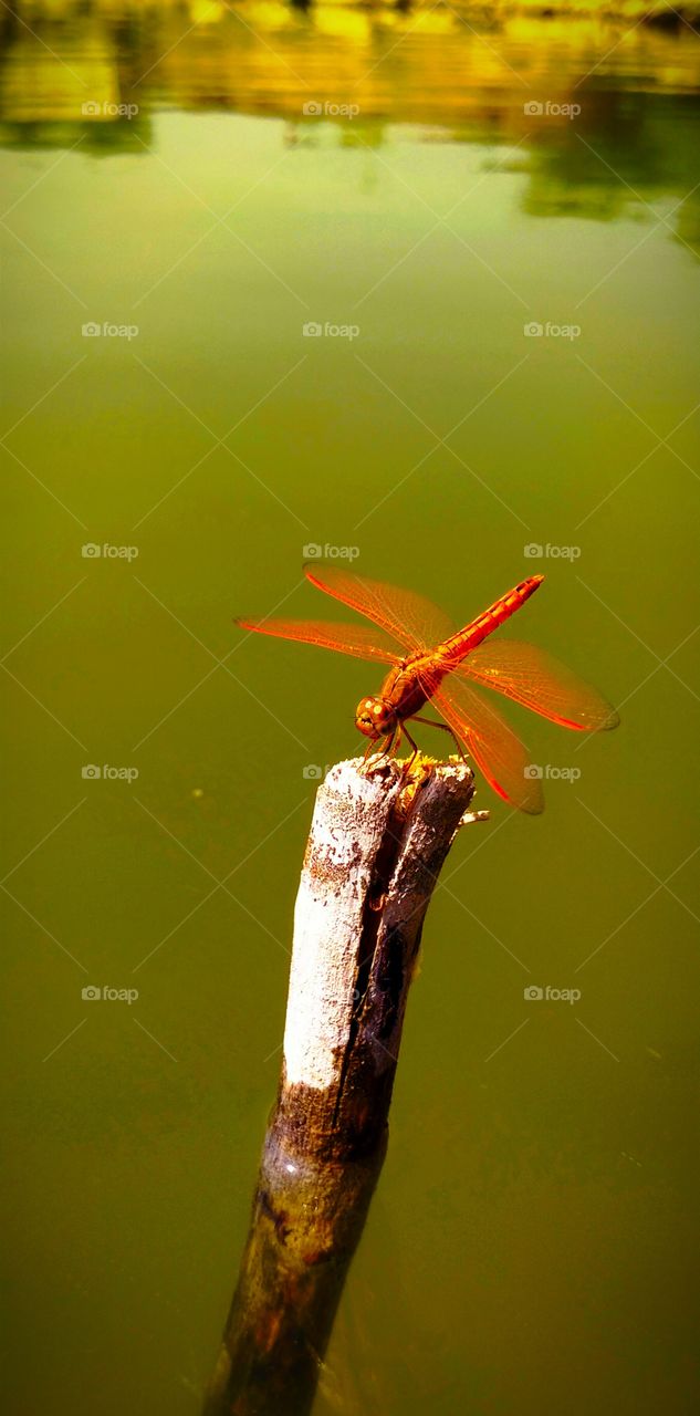 Dragonfly species  awesome shot on Camera