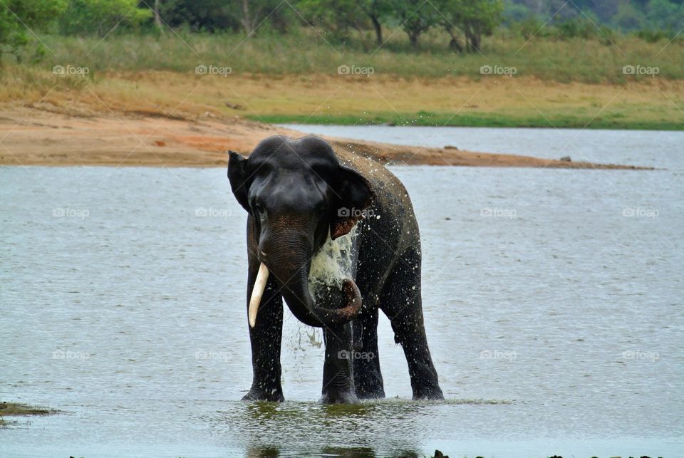 Water lover, one big elephant 