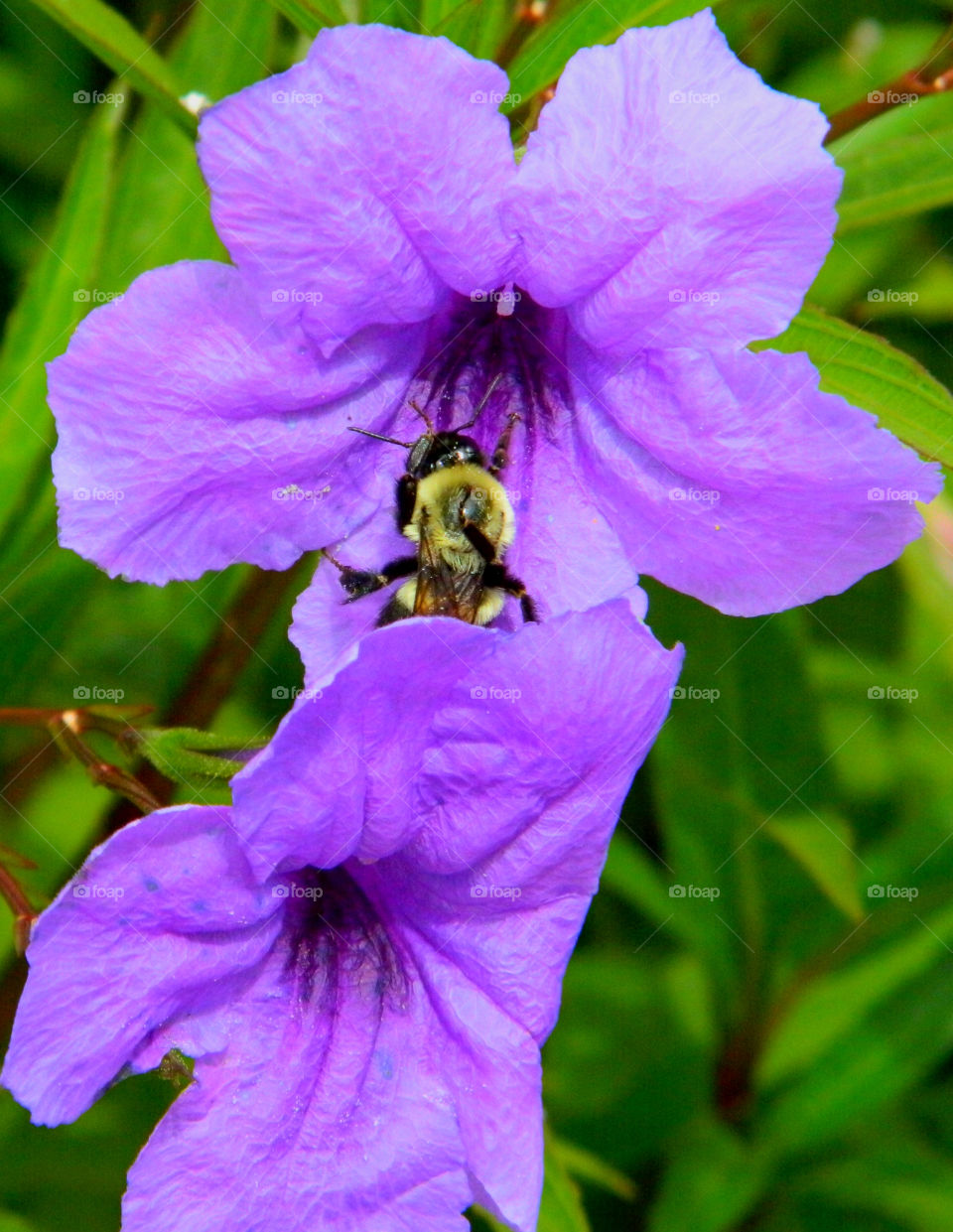 Bee pollinating on violet flower