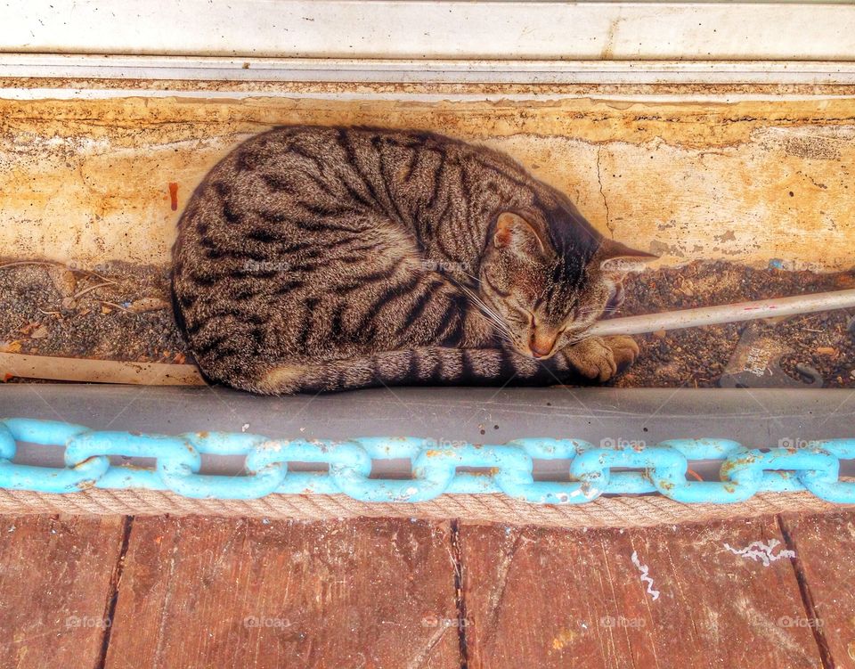 Tabby cat sleeping by wall