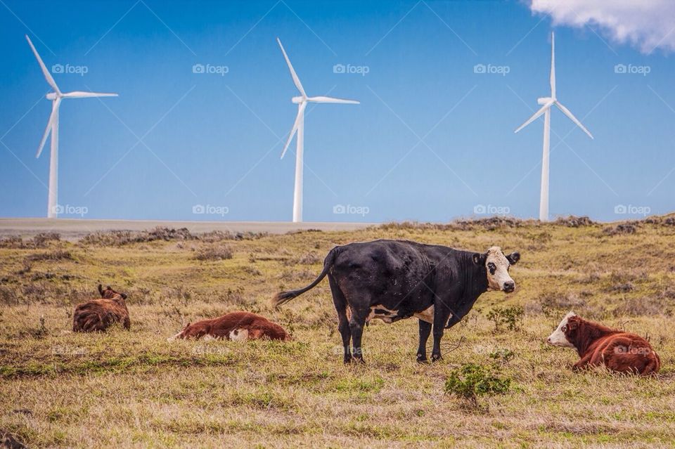 Cows and Windmills
