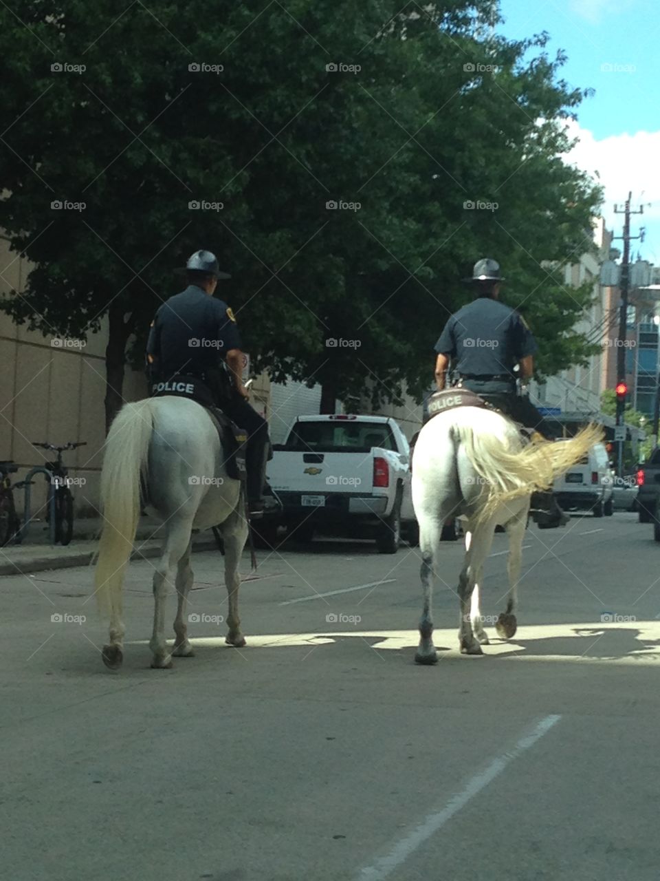 Police horses seen on a commute 