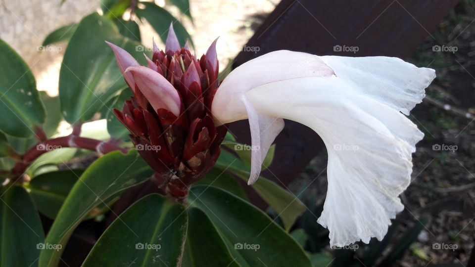 Flower, Nature, Leaf, No Person, Flora