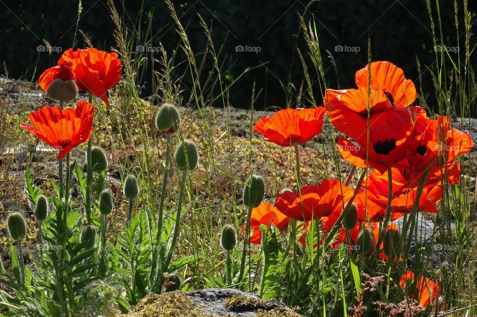 Red poppy flowers, Sweden