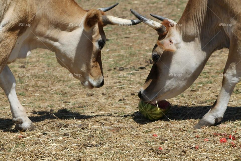 Cows eating watermelon . Cows eating watermelon 