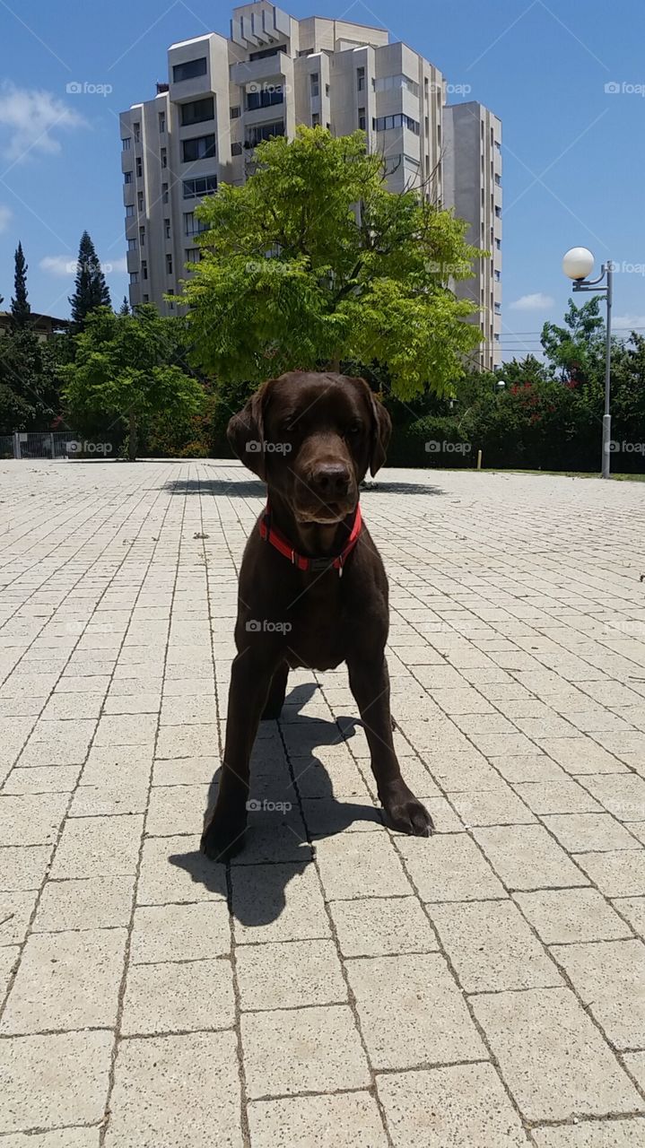 Street, Portrait, City, Dog, People