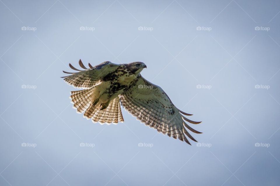 Red-tailed Hawk