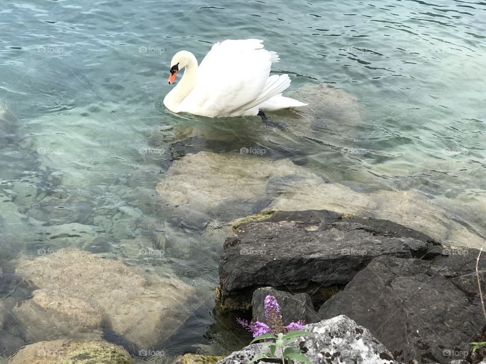 Threatened swan