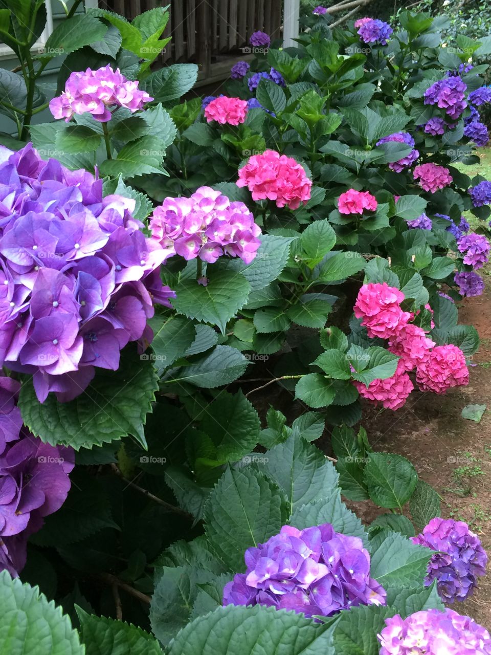 Pink and purple blooms loaded on hydrangeas bushes