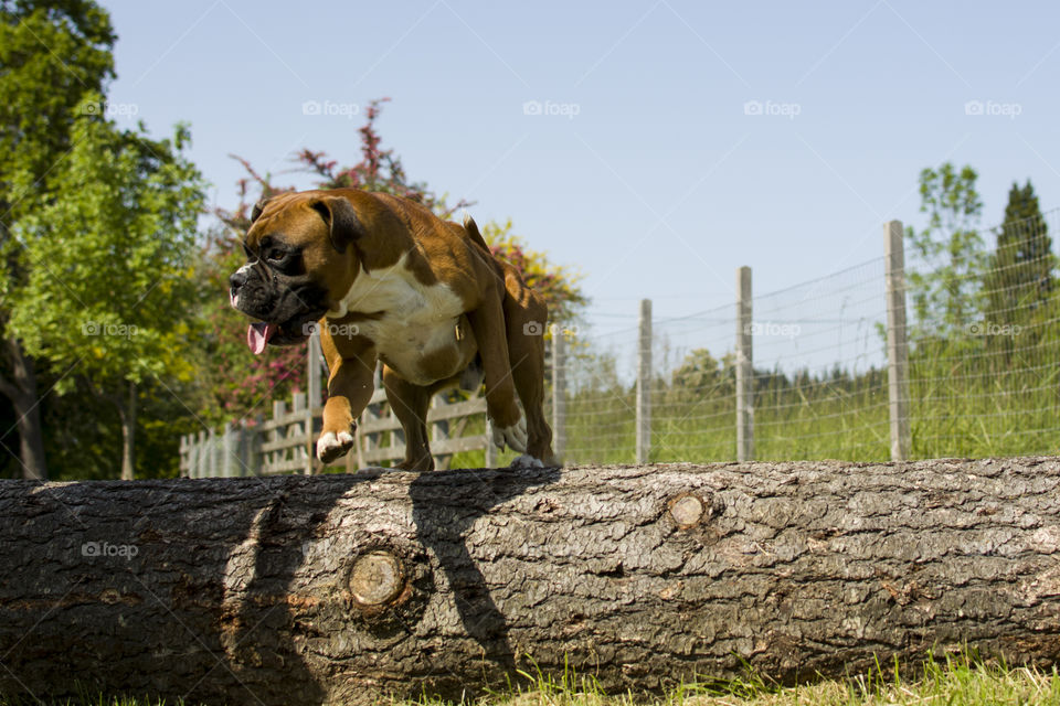 Nature, Wood, Outdoors, No Person, Tree