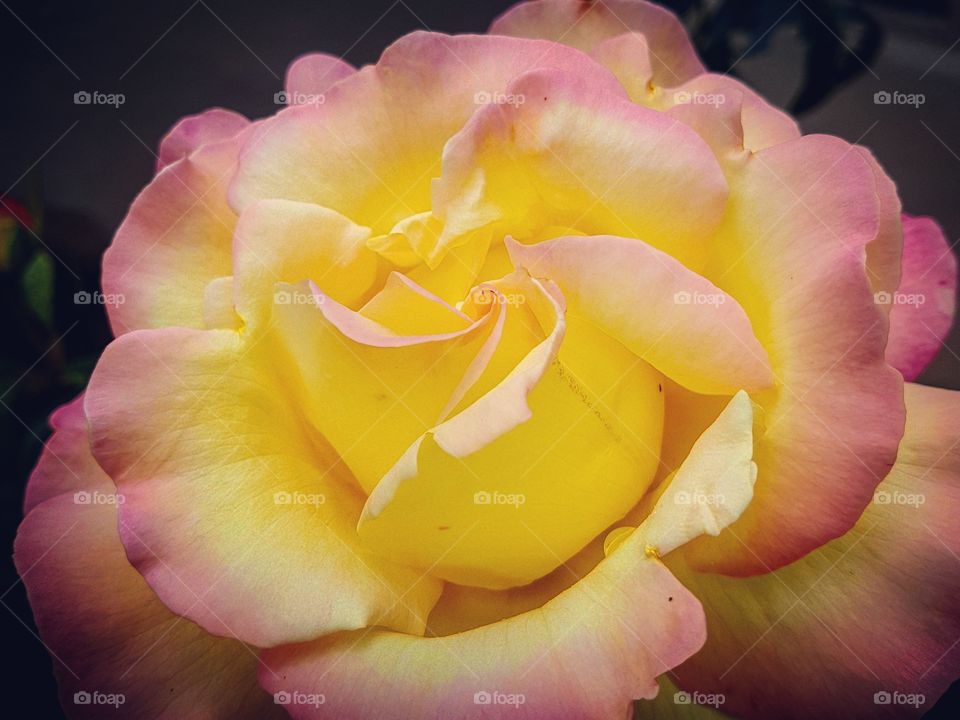 Pink & Yellow Rose