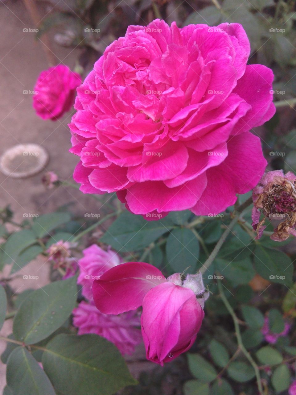 roses. very nice rose to look at