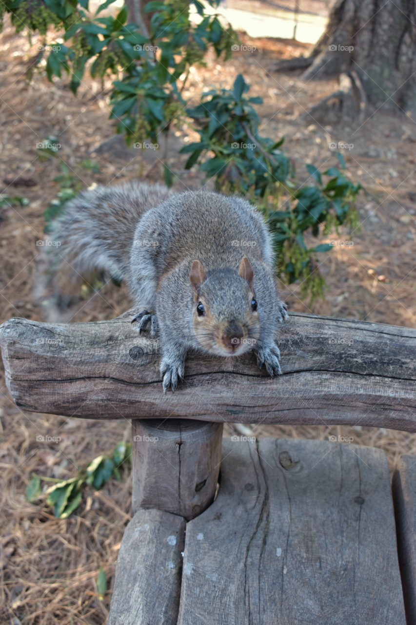 Central Park Squirrel: A Furry Encounter in the Heart of New York City