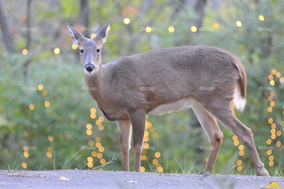 Deer cross through a holiday lights area. 