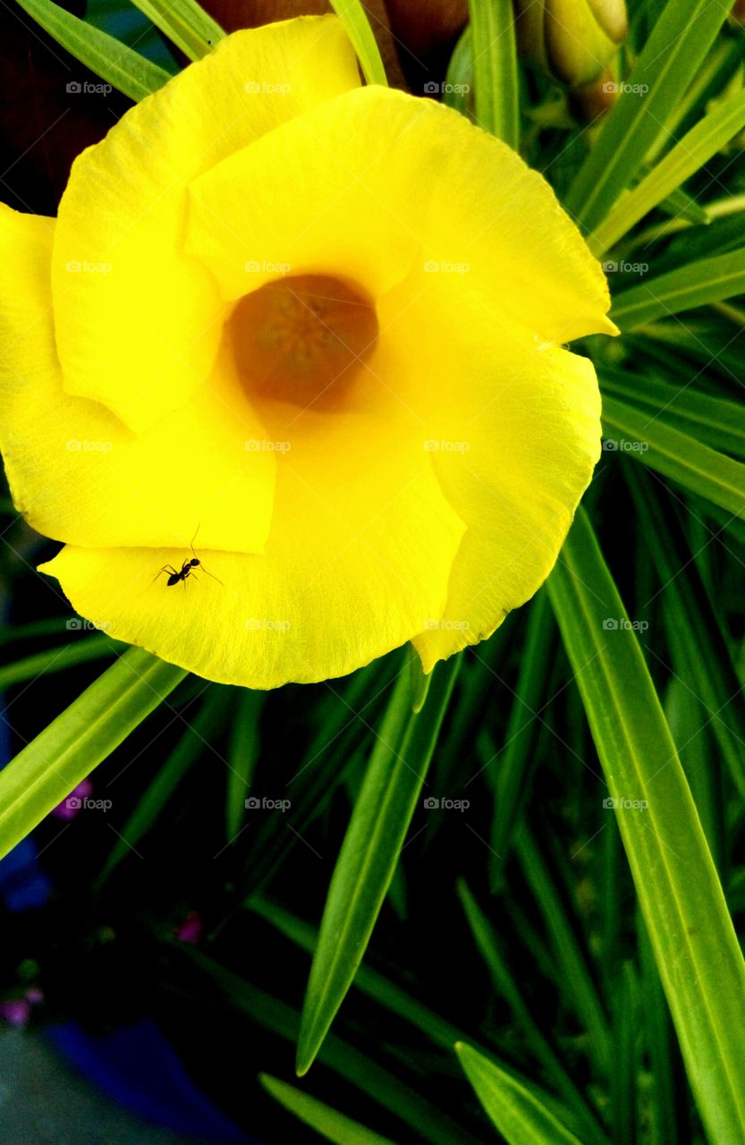 yellow flower