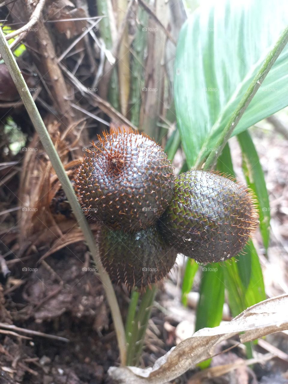 Salak is a type of palm fruit commonly eaten
