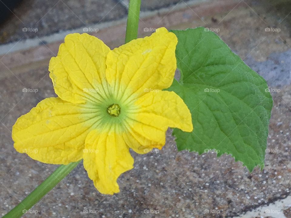 Melon Flower