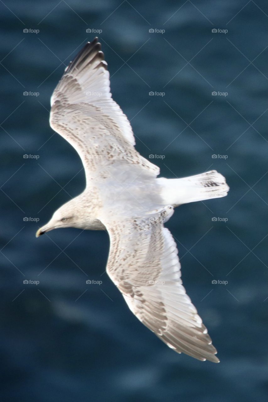 Seagull 
