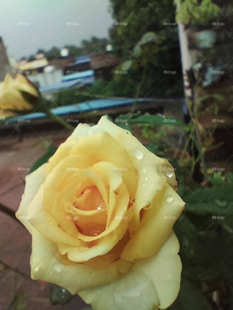 yellow rose