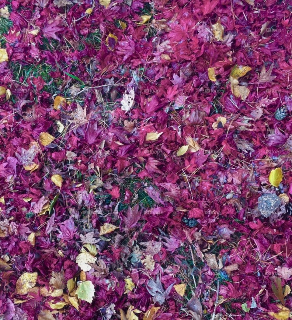 Purple leaves.