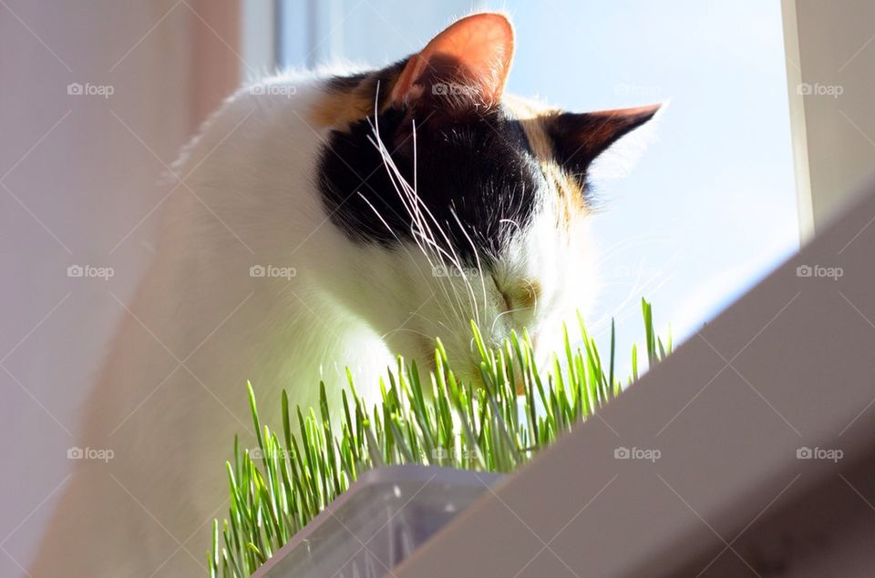 Cat eating wheatgrass