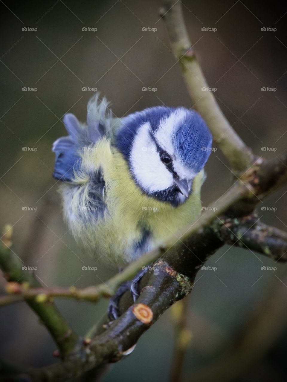 Blue tit