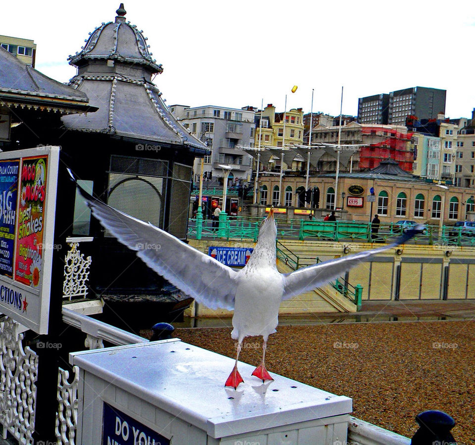 beach england bird eat by shelibeli