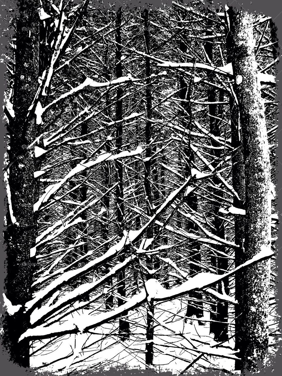 Black and White Branches
