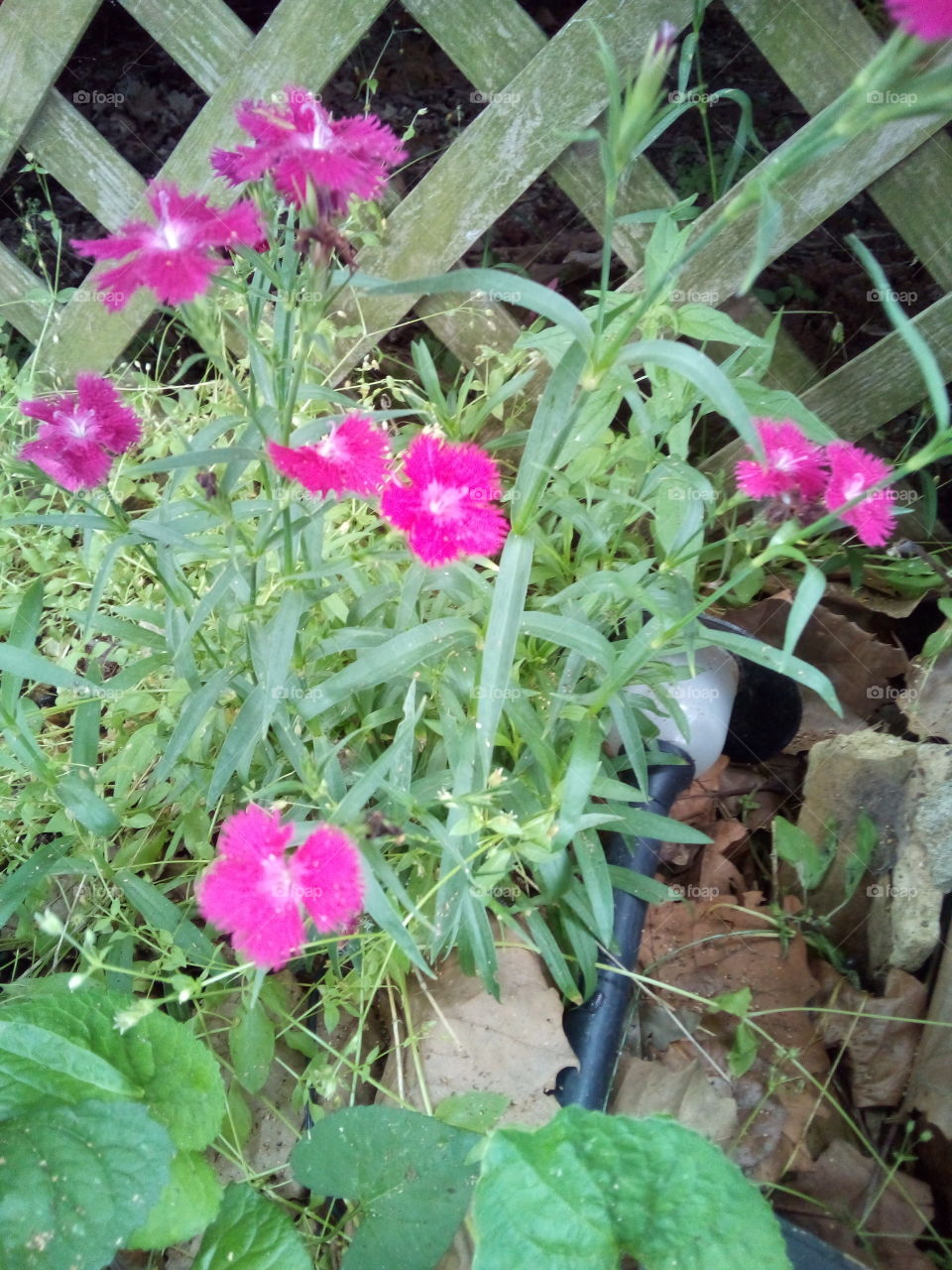 lots of rain has brought upon lots of spring flowers all dressed in pretty pink colors.