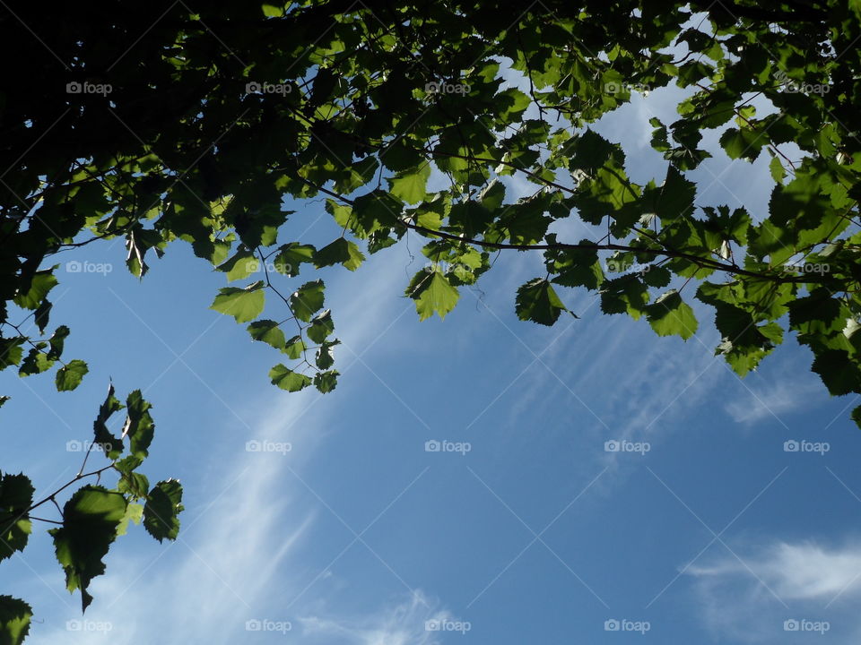 branches against the sky