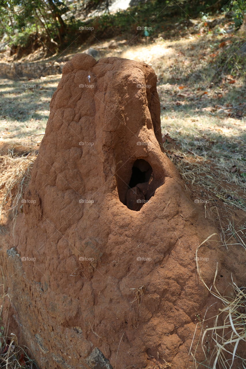 Termite mound 