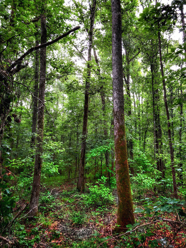 Forest of Dreams