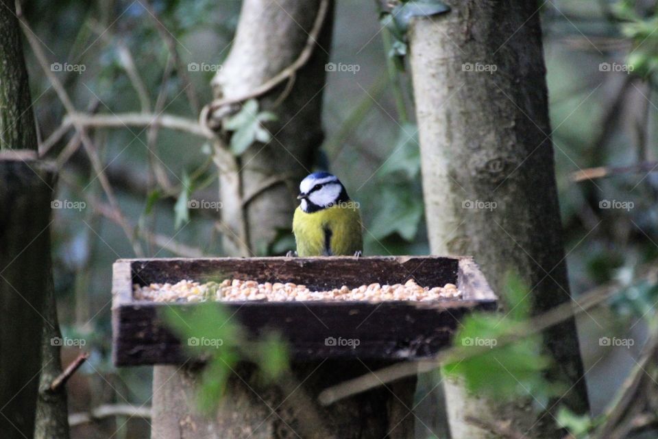 blue tit