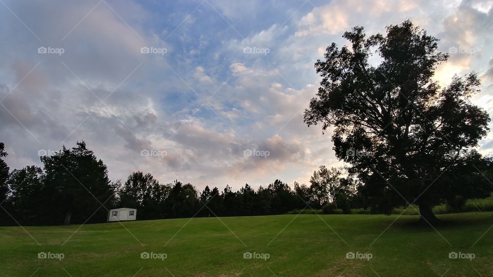 Tree, Landscape, Golf, No Person, Grass
