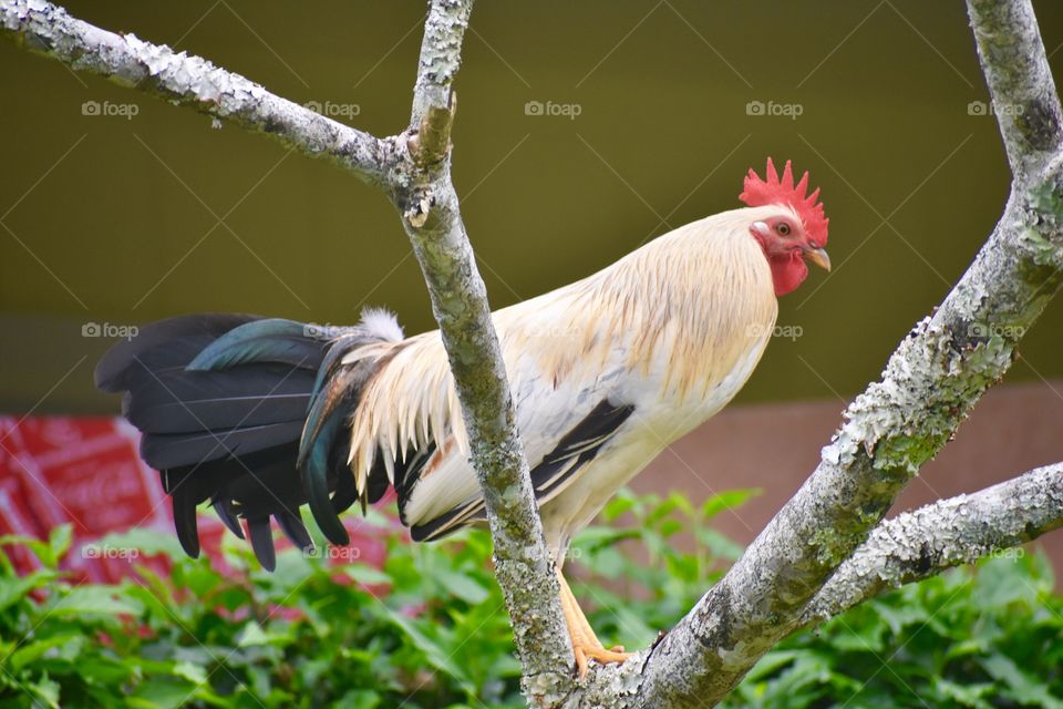 Rooster up a tree, a noisy fellow given that it was 3pm.
