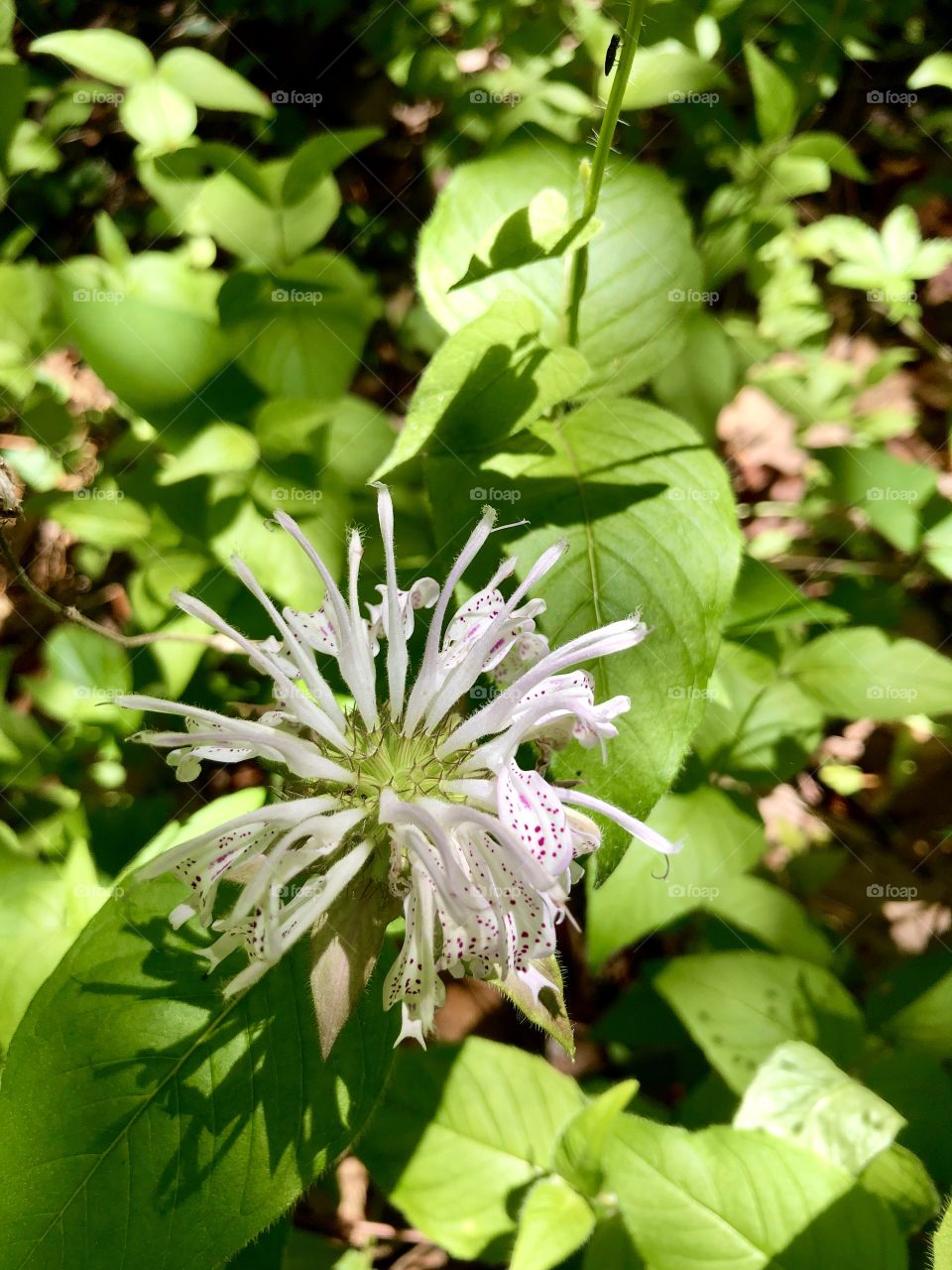 Morning sunshine on wildflower 