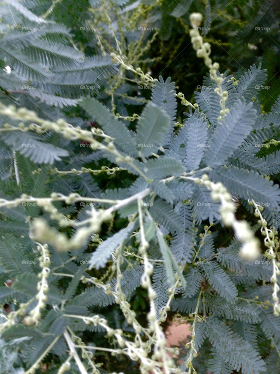 Silver leaves