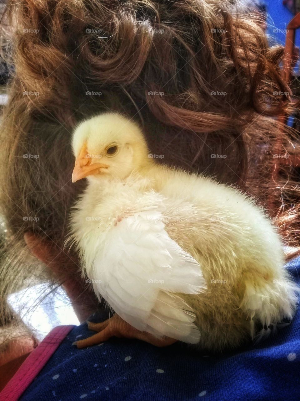 pet chick