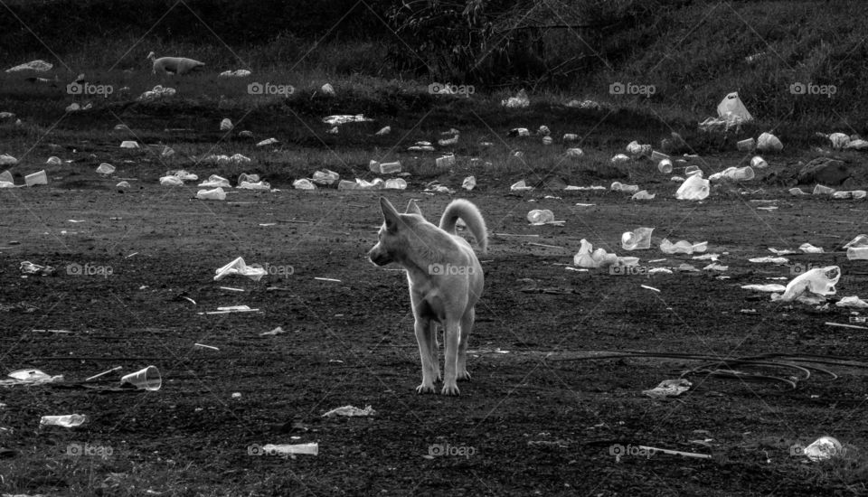 Global waste problem ... after the party , a dog wonder it’s place was changed within one night only