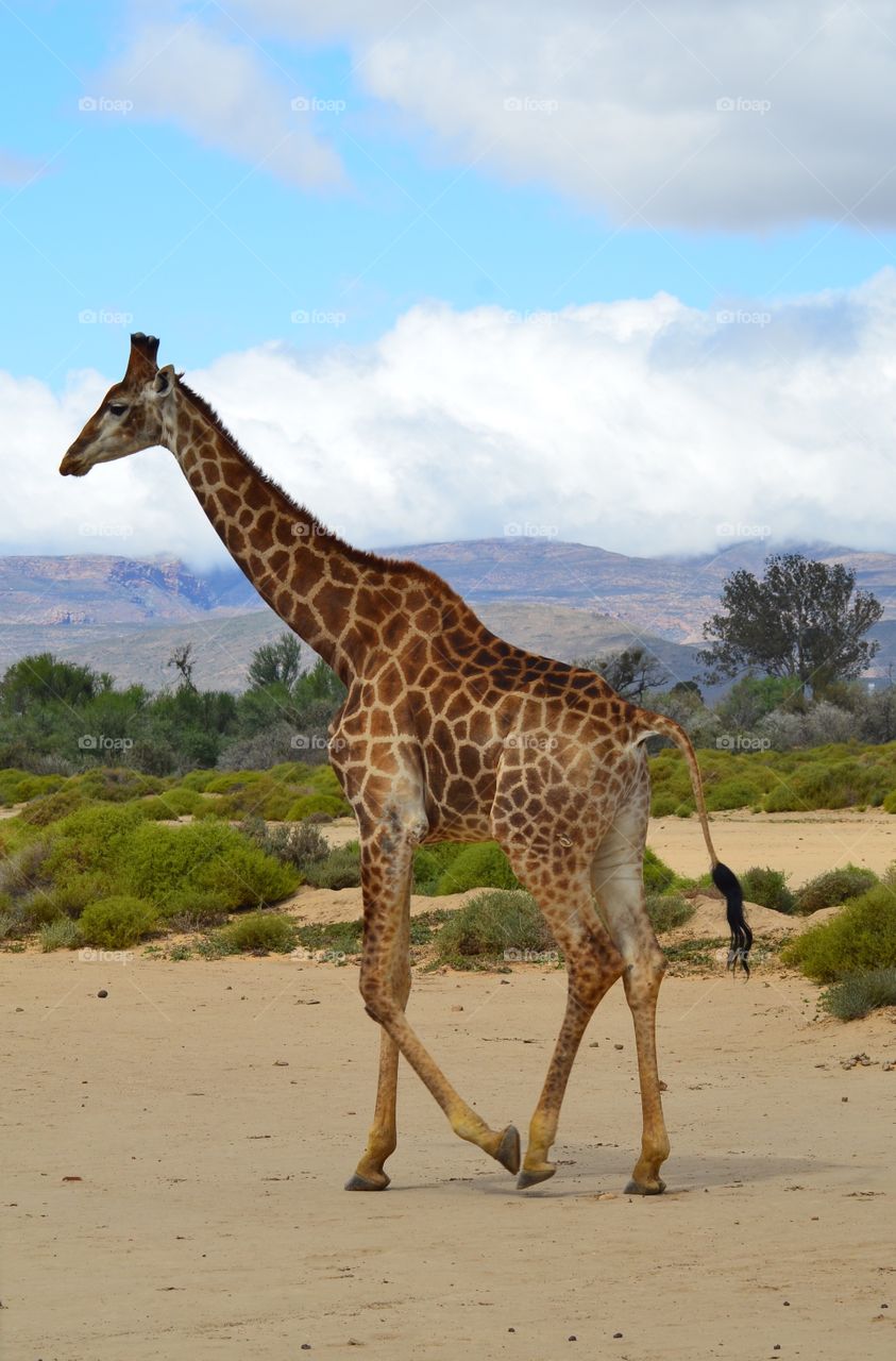 Wild giraffe against cloudy sky