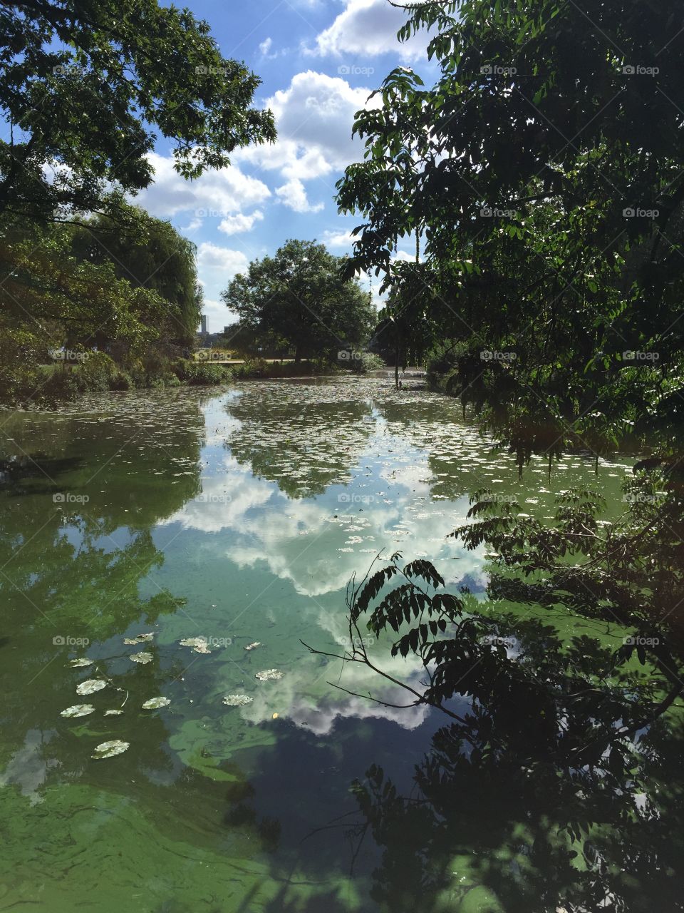 View of a lake in park
