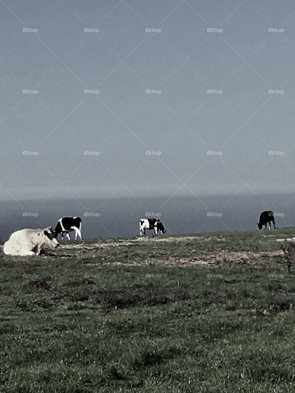 Coastal dairy cows