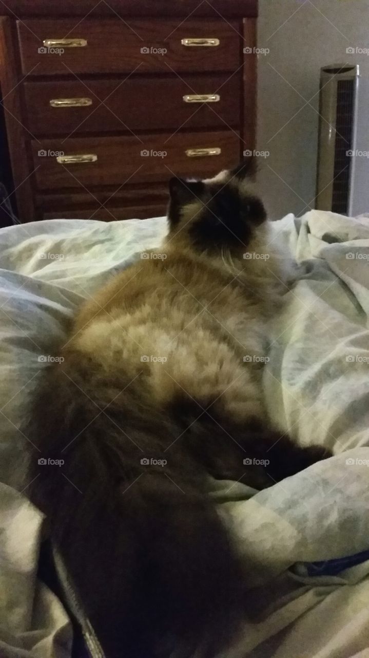 Beautiful Himalayan feline resting comfortably.