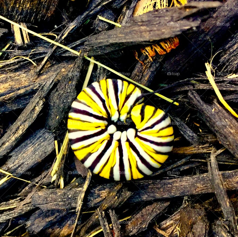 Black, white and yellow striped monarch caterpillar curled up in a bed of warm mulch 